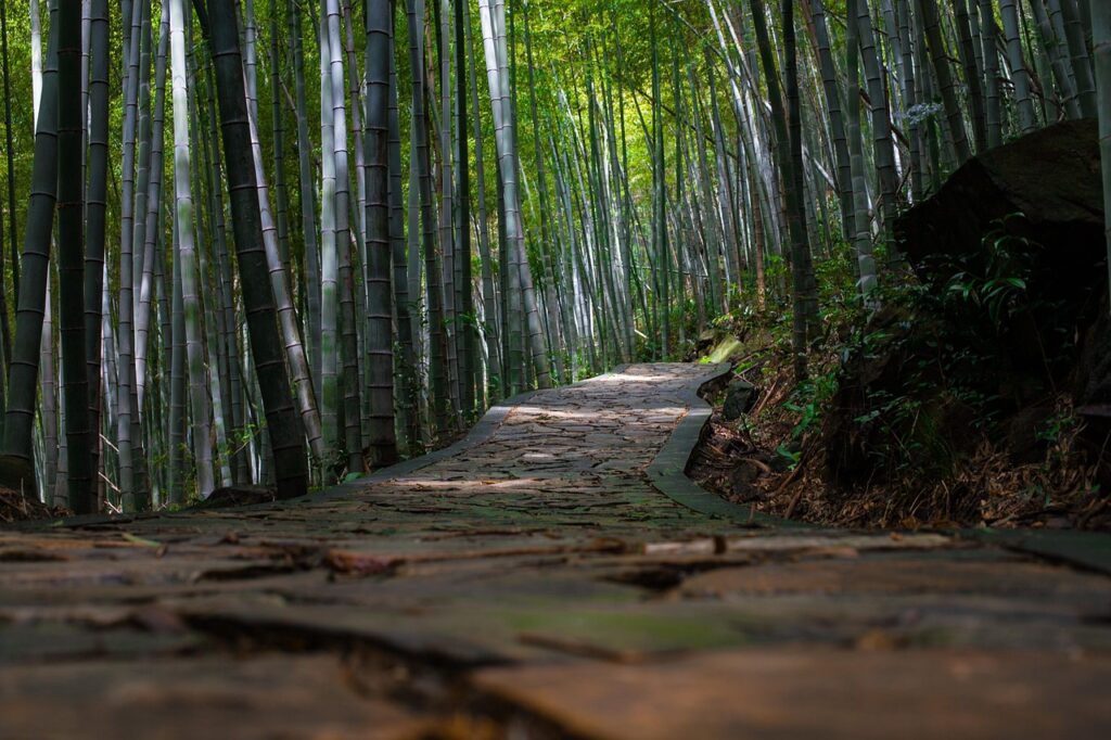 bamboo, bamboo forest, natural, quiet, path, bamboo, bamboo, bamboo forest, bamboo forest, bamboo forest, bamboo forest, bamboo forest